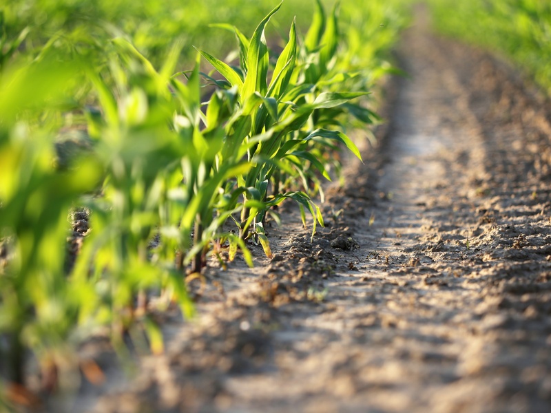 Biostimulant Starcover active + : sécurisez votre rendement maïs
