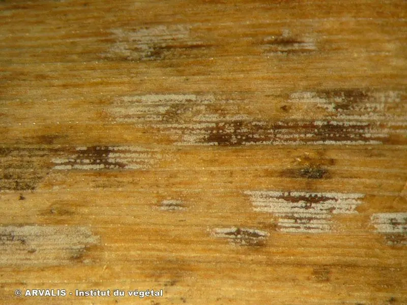 Ramulariose de l’orge : anticiper pour protéger vos cultures et préserver le rendement