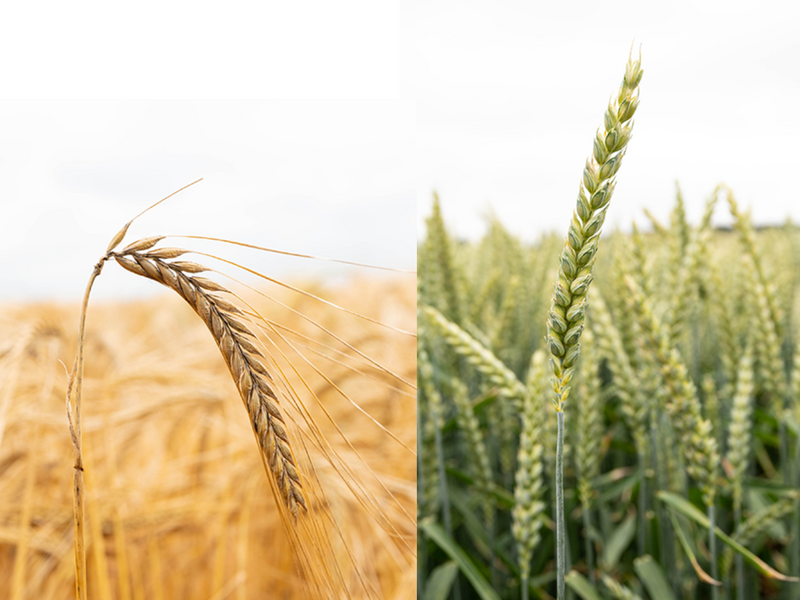 Différence entre blé et orge : trois céréales à paille, trois conduites
