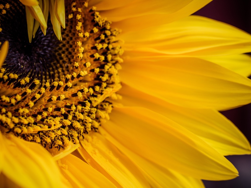 Comment bien choisir sa variété de tournesol ?