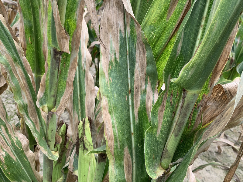 Helminthosporiose du maïs : la prévenir et la traiter