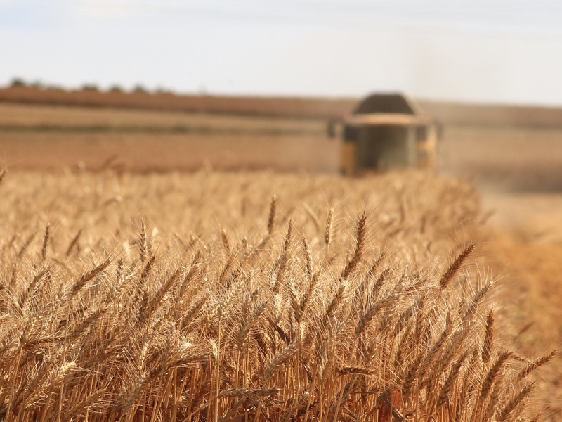 Comment optimiser ses rendements en blé ?