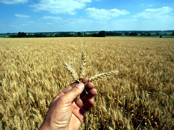 Quels sont les débouchés des blés ?