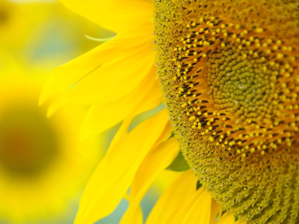 Tournesol bio 2026 : des rendements pénalisés par le climat