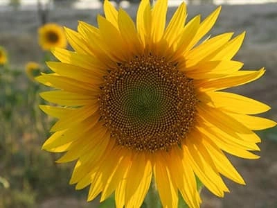 Résultats d&#039;essais Tournesol