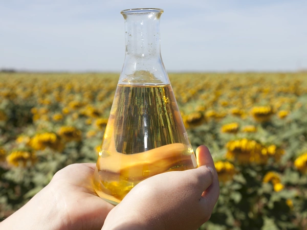 Pourquoi semer du tournesol ? 
