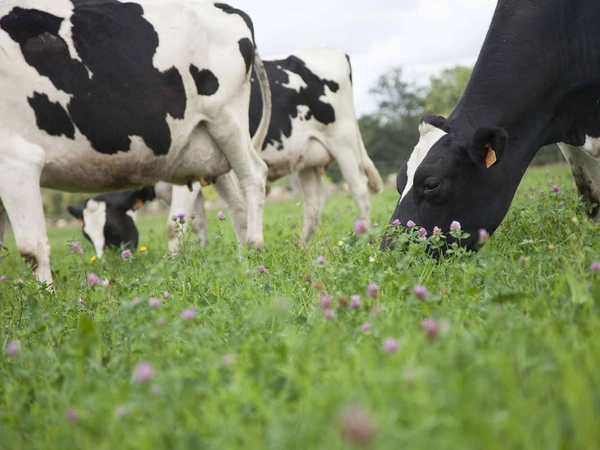 Exploiter les prairies, gisements de protéines