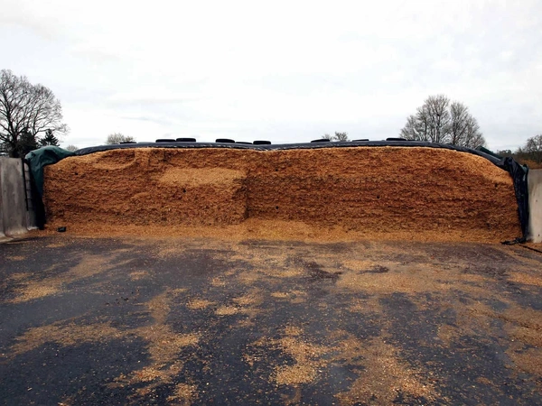 Silo de maïs fourrage, comment le réussir ?