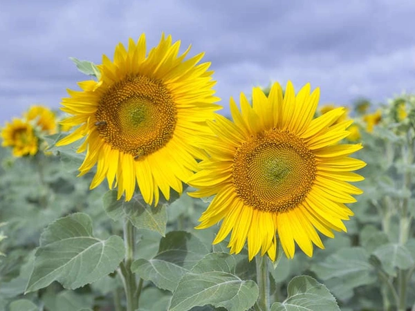 Comment réussir le désherbage de son tournesol ?