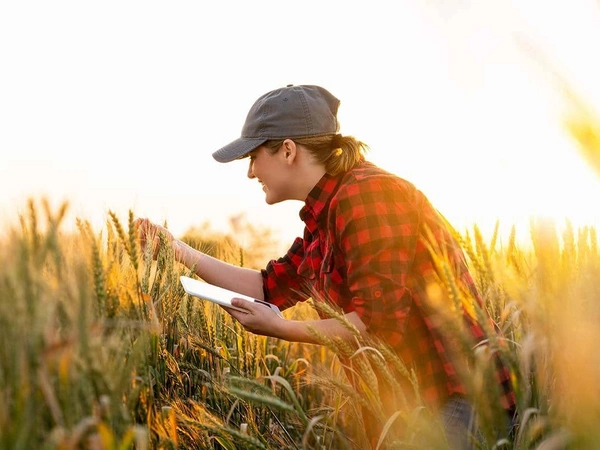 Culture des céréales : comment les réussir ?