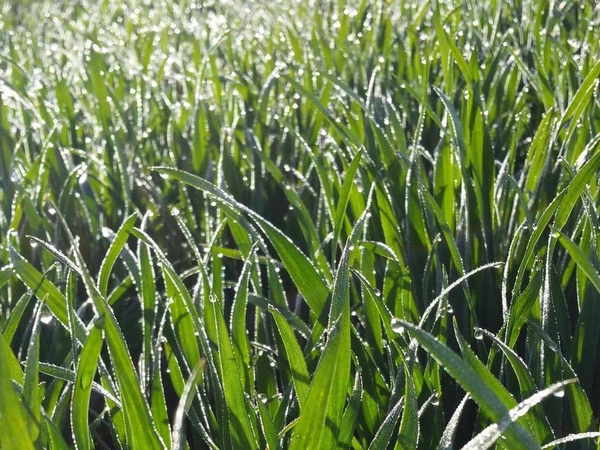 Gérer le risque de gel des céréales en sortie d’hiver