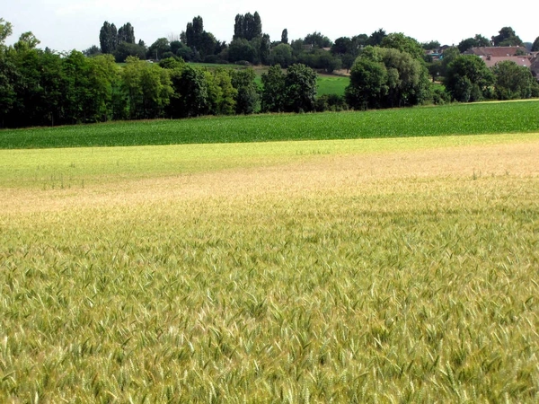 Sécheresse au remplissage, quelles conséquences sur le PMG ?