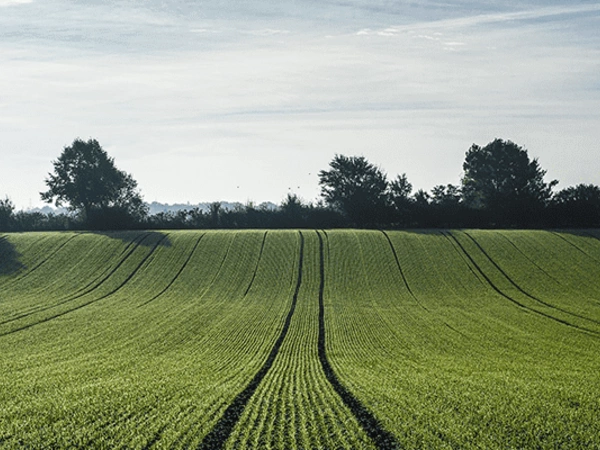 Chlortoluron sur blé, vérifier la tolérance de la variété