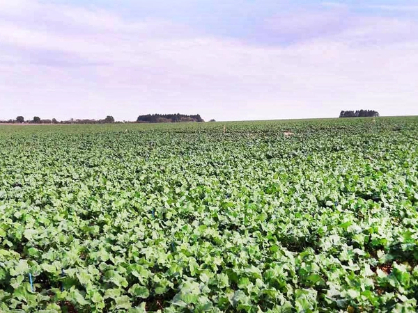 Les leviers génétiques qui assurent une bonne implantation colza