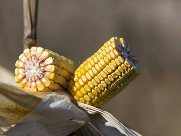 HYDRANEO® : une approche globale du risque sécheresse maïs grain