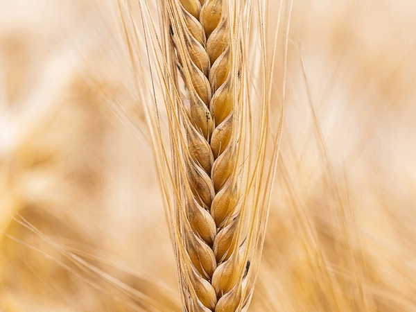Céréales à paille Bio : satisfaire aux exigences de la filière