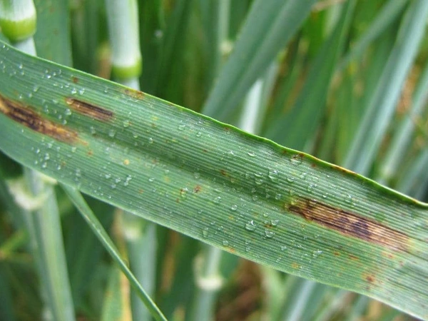 Maladies des orges : comment les reconnaître et les maîtriser ? 