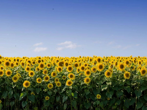 Terres Inovia et LG s’unissent autour de la culture du tournesol