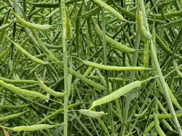 Colza Bio : une résilience face aux ravageurs