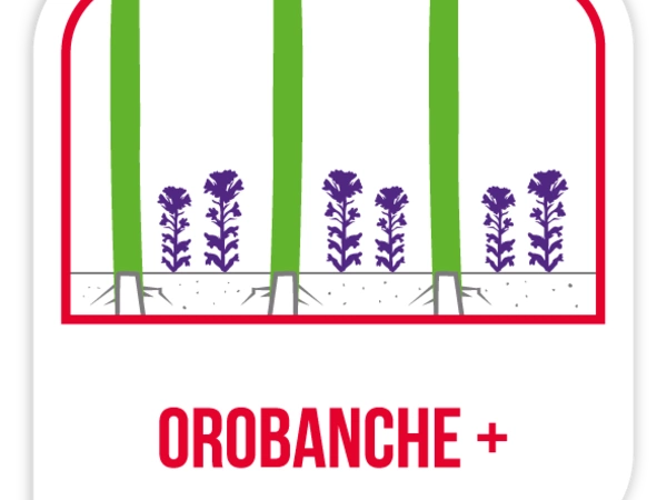 Orobanche +