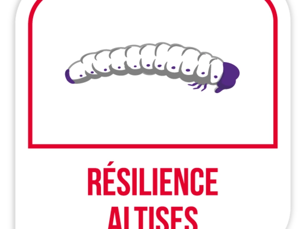 Résilience altises