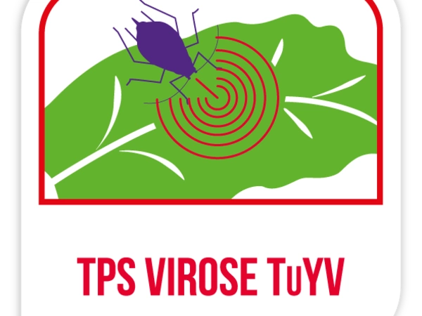 TPS virose TuYV