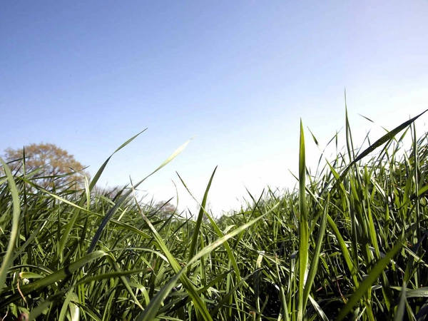 Diversifier ses prairies pour une production toute l’année