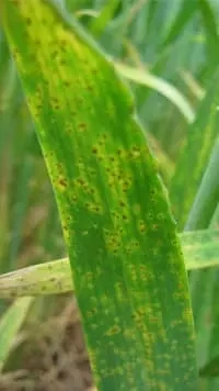 Rouille naine de l’orge : anticiper pour protéger vos cultures et préserver le rendement