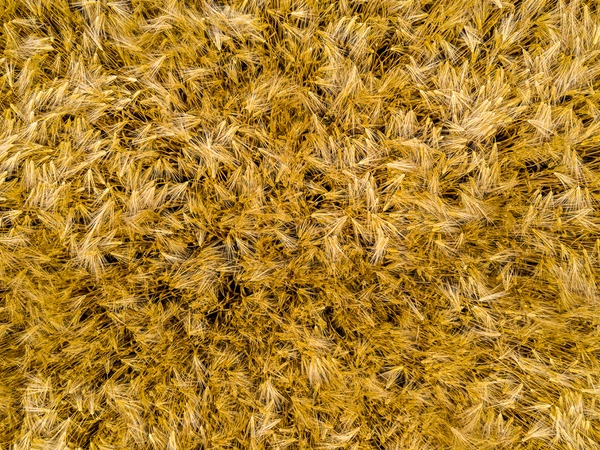 Comment interpréter les composantes de rendement des céréales ?