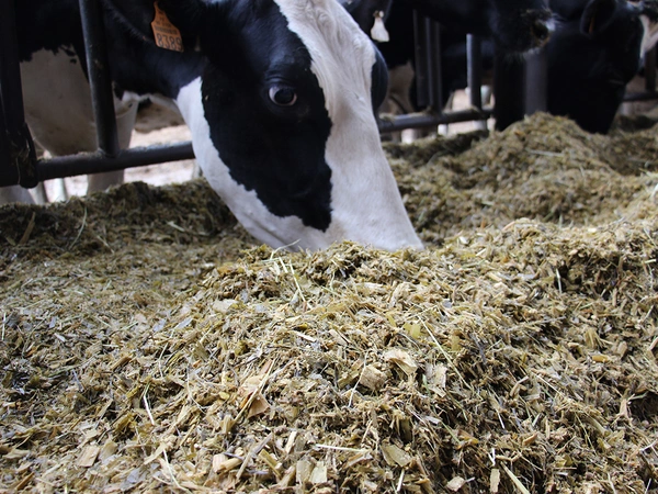 Cru Maïs Ensilage 2026 : valeurs alimentaires des maïs fourrage