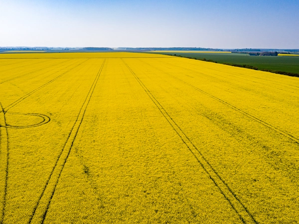 Comment bien choisir sa variété de colza ?