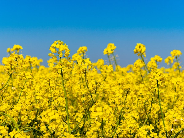 Quelles sont les maladies du colza et comment les maîtriser ?