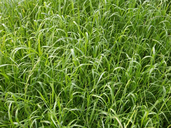 Quelle précocité pour vos graminées et légumineuses fourragères ?
