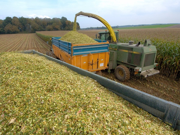 Récolte maïs fourrage : astuces pour déterminer le stade optimal