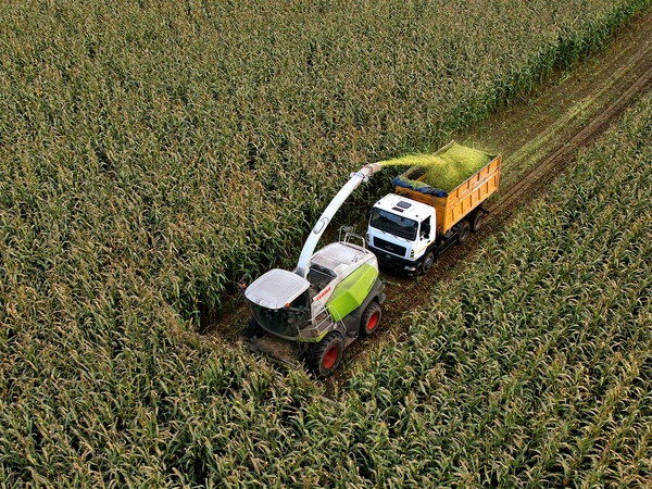 Ensilage de maïs : quelle valorisation en coupe haute ?