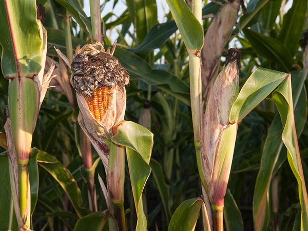 Maladies maïs ensilage, les prévenir pour préserver son rendement