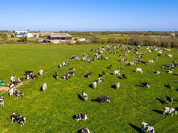 Mettre à l’herbe son troupeau