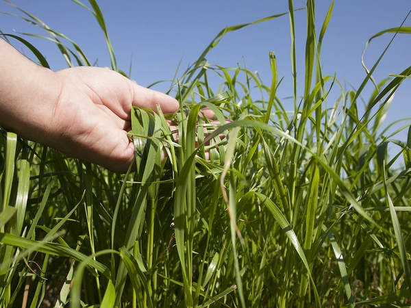 Le ray-grass italien, bien le connaître pour bien le valoriser