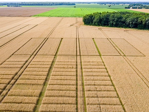 Combien de CEPP avec les variétés blé et orge ?