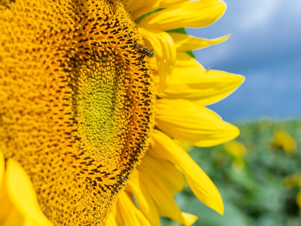 Livre blanc tournesol