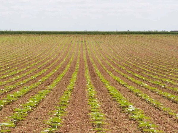 Semis de tournesol : optimisez la densité et adaptez l’écartement