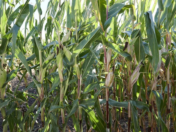 Résultats d’essais Maïs Ensilage