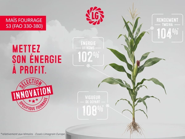 Maïs fourrage S3 : une innovation majeure pour les éleveurs