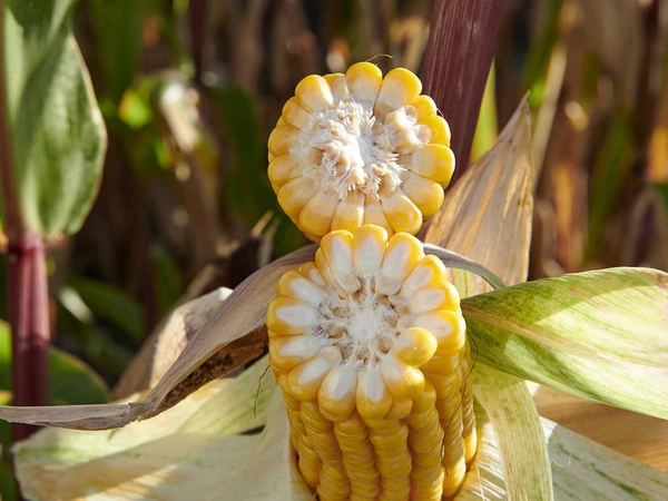 Résultats d’essais Maïs Grain