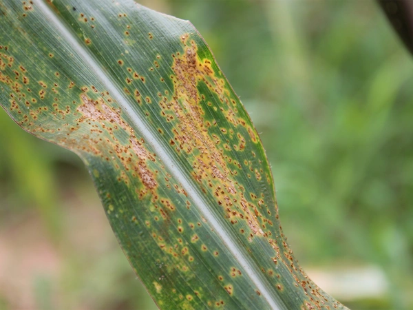 Rouille du maïs : reconnaître et protéger vos cultures