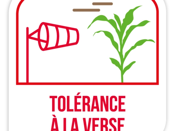 Tolérance verse
