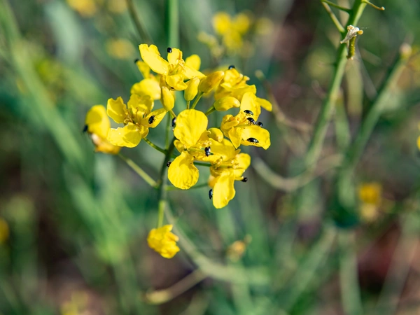 Les ravageurs de printemps du colza : les identifier et protéger son potentiel de rendement