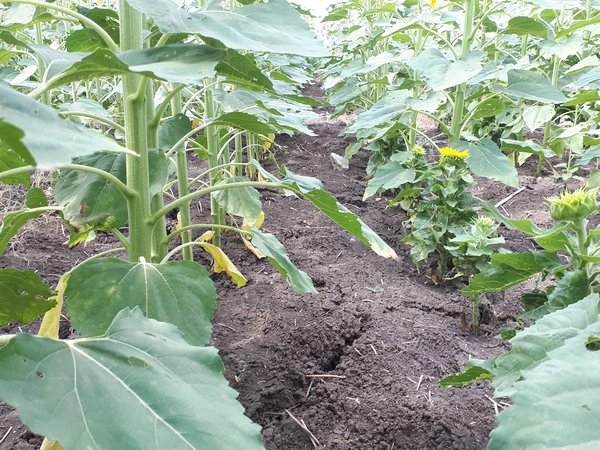 Reconnaître et lutter contre le mildiou du tournesol