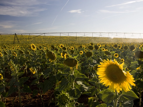 Irriguer le tournesol, c’est rentable