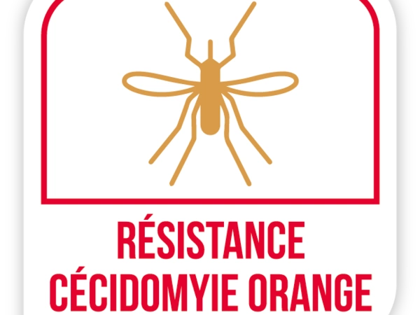 Résistance cécidomyie orange